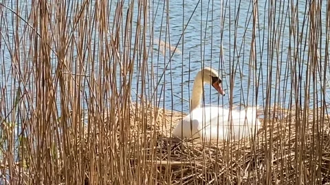 A Swan is nesting Stock Footage 239091804