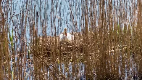A Swan is nesting Stock Footage 239091834