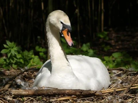 A Swan nesting in its scrape, sitting on eggs Stock Photos