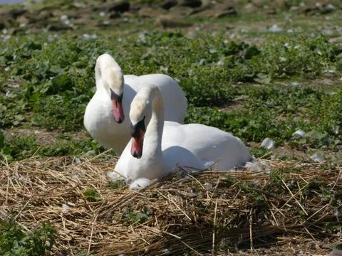 A Swan nesting in its scrape, sitting on eggs Stock Photos