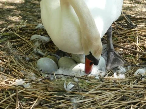 A Swan nesting in its scrape, sitting on eggs Stock Photos
