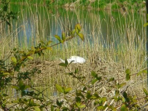 Swan nesting in reedbed at pond in spring Stock Photos