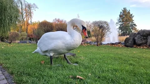 A swan nibbles grass in the park. View of a white swan with a long neck Stock Footage 254568375