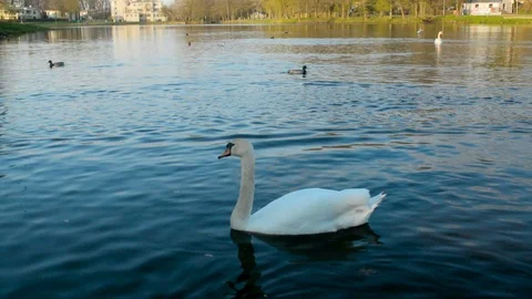 Swan is not afraid of camera and is very close in the water at dusk 스톡 동영상 89426658