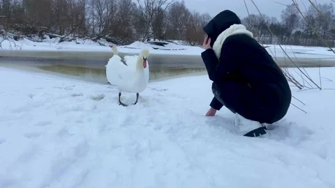 The swan is not afraid of man. Stock Footage 230410119