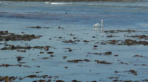 Swan on the ocean 2 Stock Footage 37349600