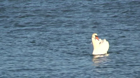 Swan On The Ocean Stock Footage 1014163