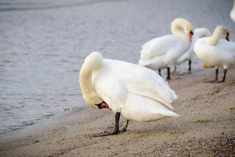 Swan with open wings Stock Photos
