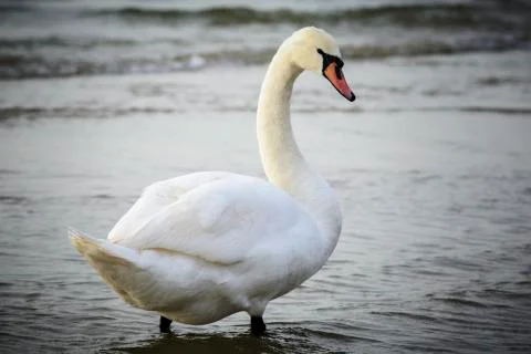 Swan with open wings Stock Photos