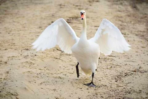 Swan with open wings Stock Photos