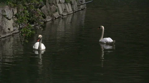 Swan Pair In Moat Stock Footage 768629