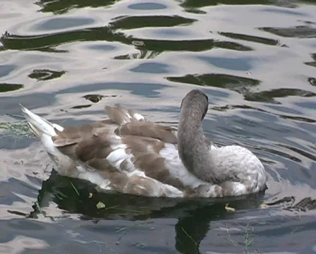 Swan PAL Stock Footage 308792