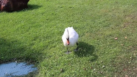 A swan in the park Stock Footage 141374233