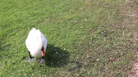 A swan in the park Stock Footage 141374414