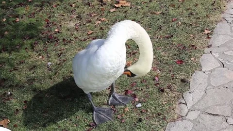 A swan in the park Stock Footage 141375107