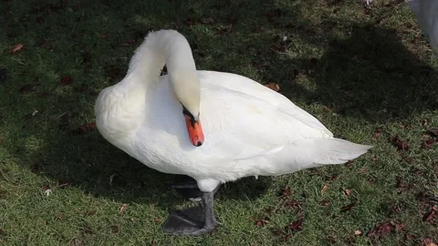 A swan in the park Stock Footage 141375202