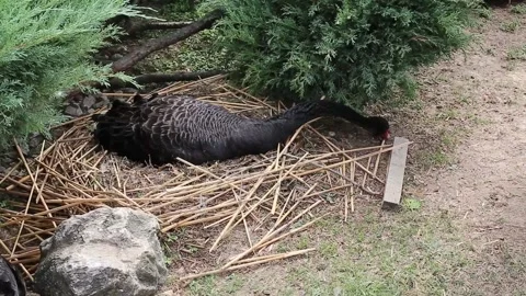 A swan in the park Stock Footage 141376408