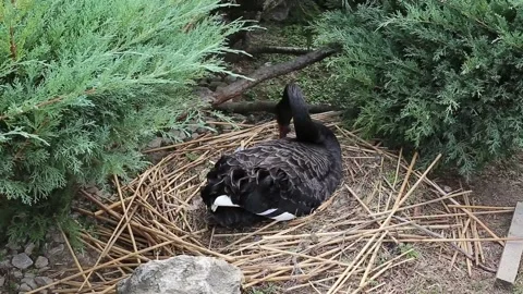 A swan in the park Stock Footage 141376422