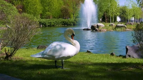 Swan in the park Stock Footage 242941973