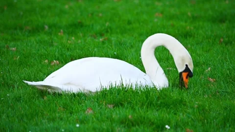 Swan in the park Stock Footage 277825103