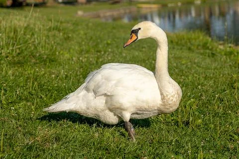 Swan in a park Stock Photos