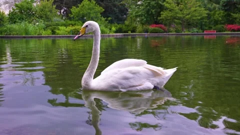 Swan on the park's pond Stock Footage 279560928