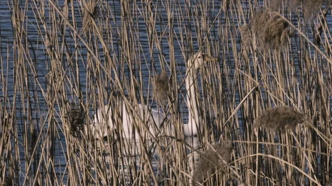 Swan Passing Behind Dense Out-of-Focus Reeds in Pond Stockbeeldmateriaal 316448742