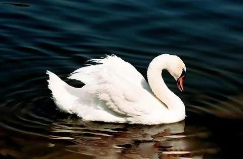 Swan Stock Photos