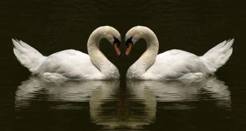 Swan Stock Photos