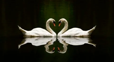 Swan Stock Photos