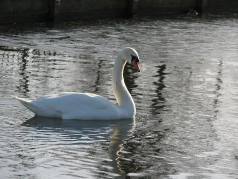 Swan Stock Photos