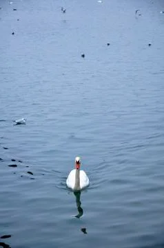 Swan Stock Photos