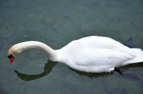 Swan Foto stock