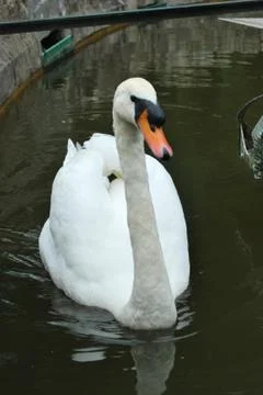 Swan Stock Photos