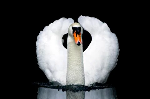 Swan Stock Photos
