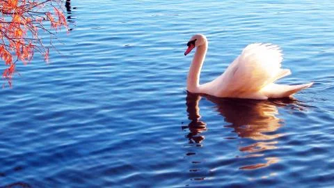 Swan Stock Photos