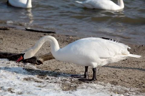 Swan 写真素材