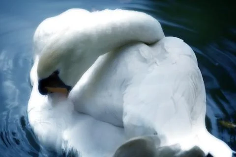 Swan Stock Photos