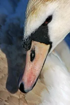 Swan Stock Photos