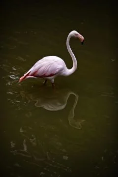 The Swan Stock Photos