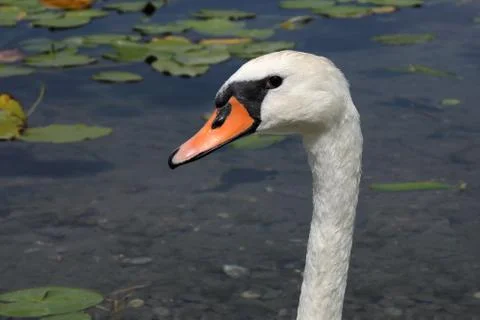 Swan Stock Photos