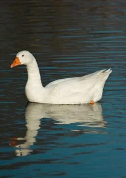 Swan Stock Photos