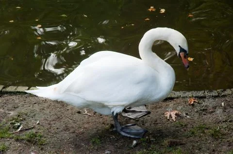 Swan Stock Photos