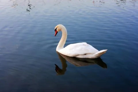 Swan Stock Photos