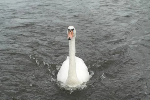 Swan Stock Photos
