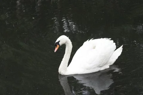 Swan Stock Photos