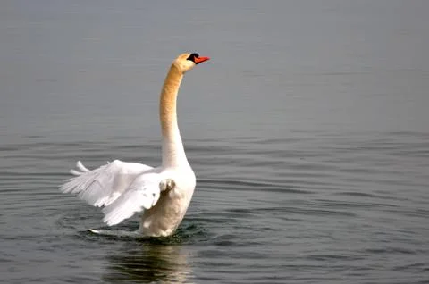 Swan 스톡 사진