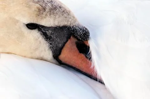 Swan Stock Photos