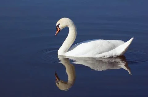 Swan Stock Photos