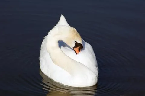 Swan Stock Photos
